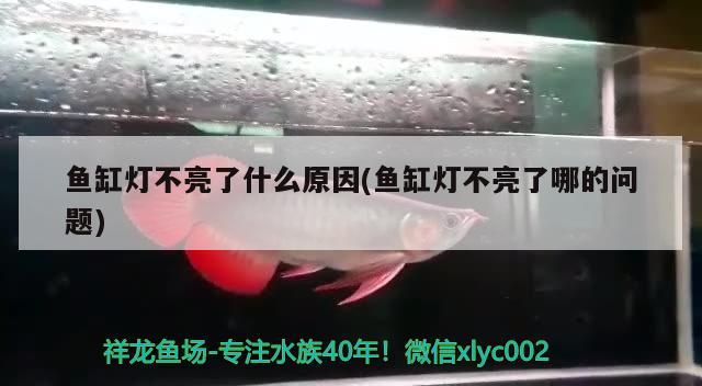 魚缸燈不亮了什么原因(魚缸燈不亮了哪的問題) 青龍魚