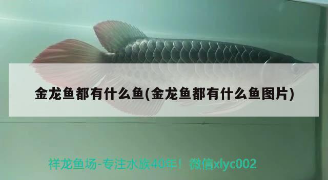 金龍魚都有什么魚(金龍魚都有什么魚圖片) 觀賞魚市場