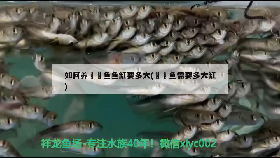 如何養(yǎng)鳑鲏魚魚缸要多大(鳑鲏魚需要多大缸)