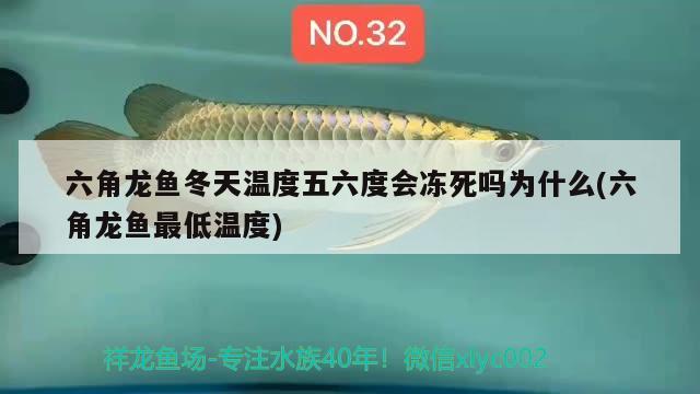 六角龍魚冬天溫度五六度會(huì)凍死嗎為什么(六角龍魚最低溫度) 熊貓異形魚L46