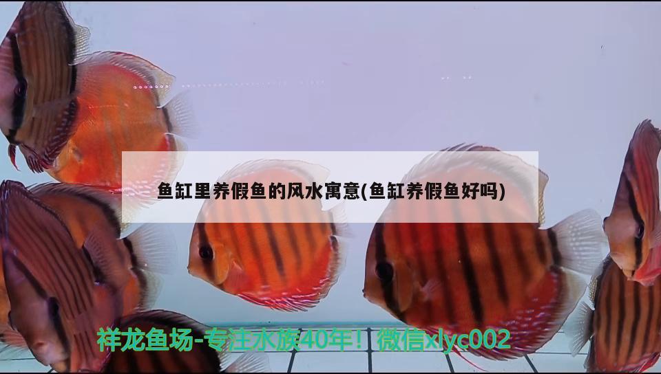 六角恐龍魚能長多長（六角恐龍魚能長多長的魚鰭） 南美異型魚 第2張