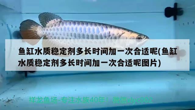 魚缸水質穩(wěn)定劑多長時間加一次合適呢(魚缸水質穩(wěn)定劑多長時間加一次合適呢圖片) 狗仔（招財貓)魚苗