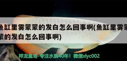 魚缸里面的珊瑚多少錢(珊瑚缸養(yǎng)什么魚) 飛鳳魚