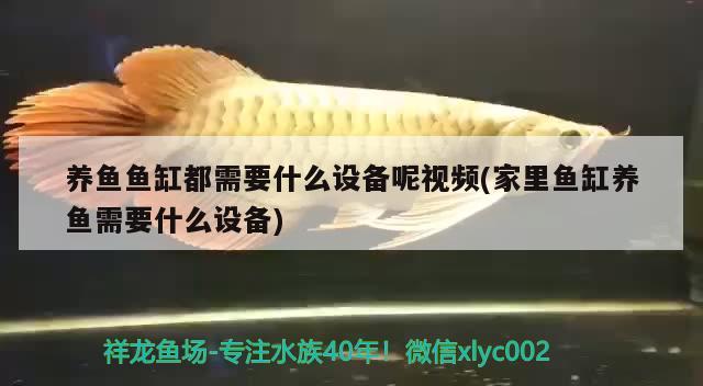 百色龍魚專賣店:百色哪里有魚苗賣 斑馬鴨嘴魚苗 第2張