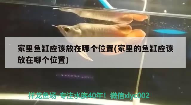 家里魚缸應該放在哪個位置(家里的魚缸應該放在哪個位置) 哥倫比亞巨暴魚苗