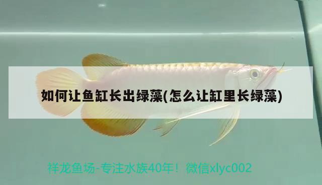 如何讓魚缸長出綠藻(怎么讓缸里長綠藻) 紅白錦鯉魚