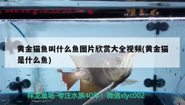 黃金貓魚叫什么魚圖片欣賞大全視頻(黃金貓是什么魚) 黃金貓魚