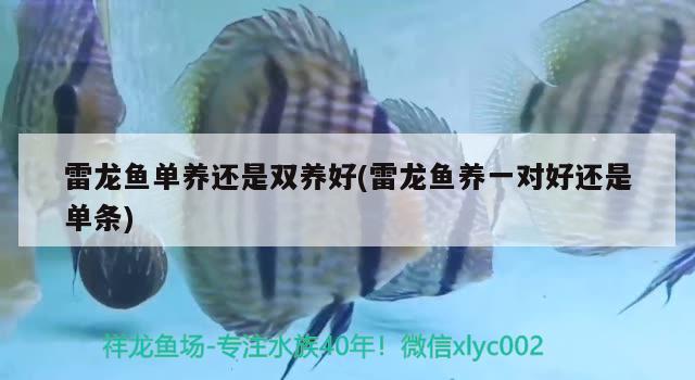 雷龍魚(yú)單養(yǎng)還是雙養(yǎng)好(雷龍魚(yú)養(yǎng)一對(duì)好還是單條)