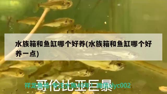 水族箱和魚缸哪個(gè)好養(yǎng)(水族箱和魚缸哪個(gè)好養(yǎng)一點(diǎn)) 魚缸/水族箱