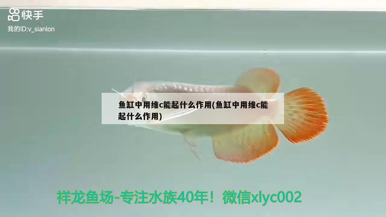 魚缸中用維c能起什么作用(魚缸中用維c能起什么作用) 三間鼠魚苗