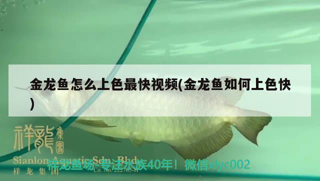 金龍魚怎么上色最快視頻(金龍魚如何上色快)