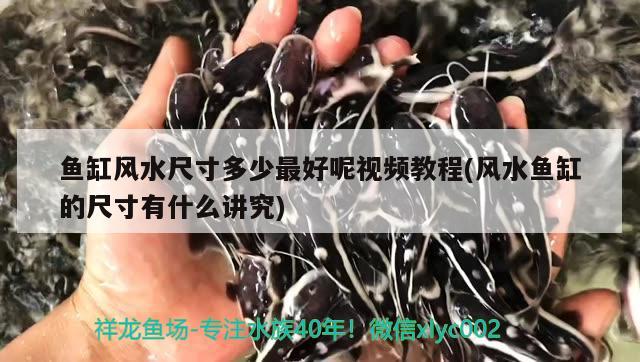 滿腮滿片級 祥龍傳奇品牌魚缸 第3張