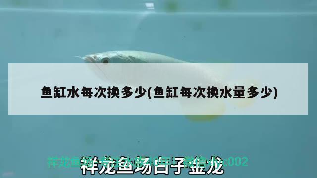 景觀魚缸養(yǎng)什么魚(景觀魚缸養(yǎng)什么魚好看) 月光鴨嘴魚