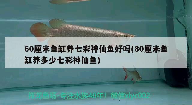 60厘米魚缸養(yǎng)七彩神仙魚好嗎(80厘米魚缸養(yǎng)多少七彩神仙魚)