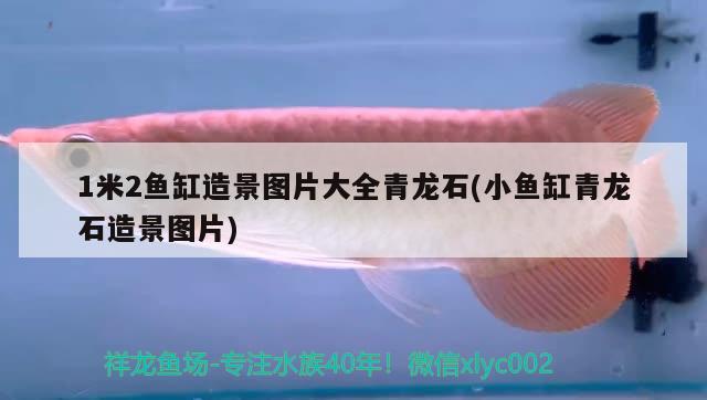 1米2魚缸造景圖片大全青龍石(小魚缸青龍石造景圖片)