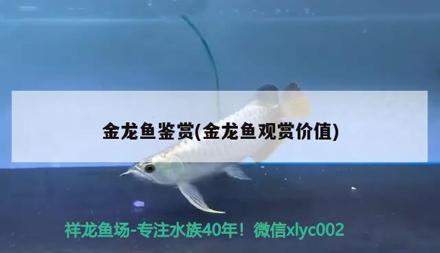 熱帶魚溫度多少為最佳(熱帶魚溫度多少為最佳養(yǎng)殖) 玫瑰銀版魚 第1張