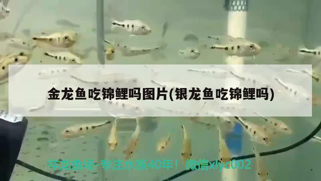 龍魚換新缸了 泰龐海鰱魚 第3張