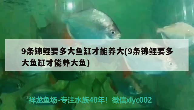 9條錦鯉要多大魚缸才能養(yǎng)大(9條錦鯉要多大魚缸才能養(yǎng)大魚) 祥禾Super Red紅龍魚 第2張