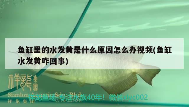 魚池循環(huán)水過濾系統(tǒng)設(shè)計(jì)魚池循環(huán)水過濾系統(tǒng)設(shè)計(jì)步驟，魚池循環(huán)水過濾系統(tǒng)怎么做 龍魚專用燈 第3張