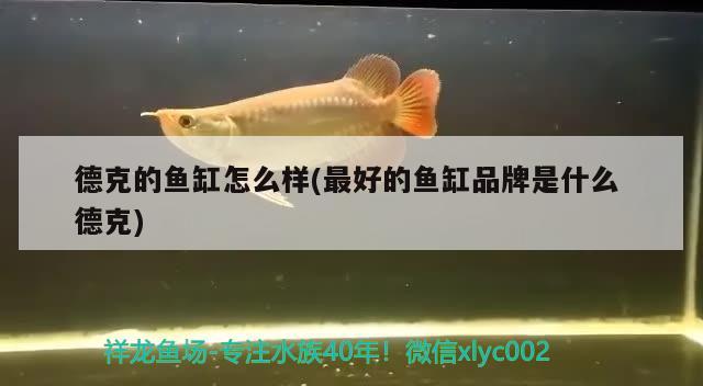 德克的魚缸怎么樣(最好的魚缸品牌是什么德克) 元寶鳳凰魚專用魚糧