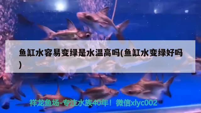 魚缸水容易變綠是水溫高嗎(魚缸水變綠好嗎) 白子關(guān)刀魚苗