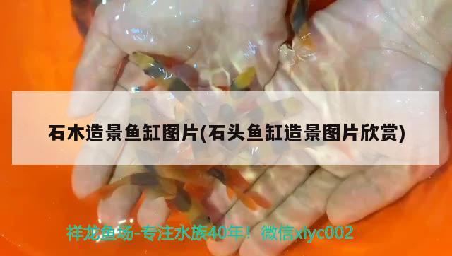 石木造景魚缸圖片(石頭魚缸造景圖片欣賞) 玫瑰銀版魚