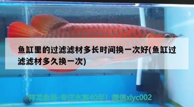 魚缸里的過濾濾材多長時間換一次好(魚缸過濾濾材多久換一次)