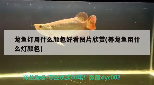 龍魚燈用什么顏色好看圖片欣賞(養(yǎng)龍魚用什么燈顏色) 藍底過背金龍魚