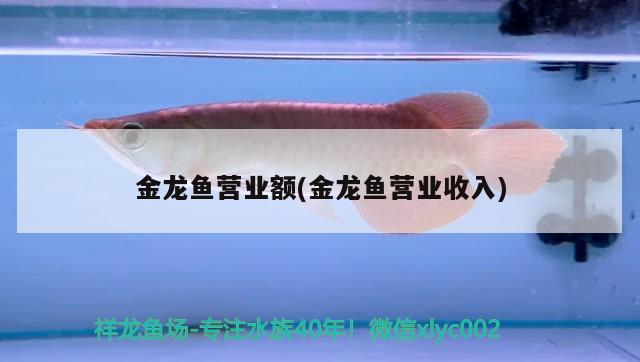 金龍魚營(yíng)業(yè)額(金龍魚營(yíng)業(yè)收入) 廣州水族批發(fā)市場(chǎng)