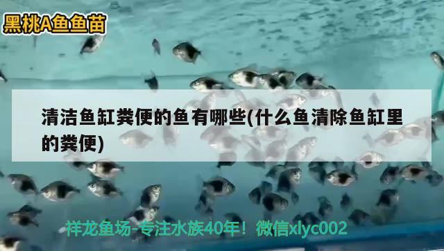 清潔魚缸糞便的魚有哪些(什么魚清除魚缸里的糞便) 野生埃及神仙魚