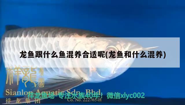 成都最大的魚(yú)缸批發(fā)市場(chǎng)在哪里啊多少錢(qián)：成都魚(yú)缸批發(fā)廠家直銷(xiāo)