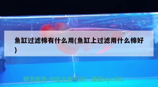 魚缸過濾棉有什么用(魚缸上過濾用什么棉好)