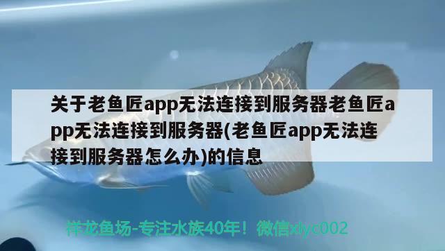 關(guān)于老魚匠app無法連接到服務(wù)器老魚匠app無法連接到服務(wù)器(老魚匠app無法連接到服務(wù)器怎么辦)的信息