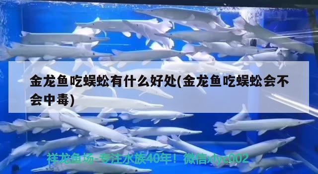 金龍魚吃蜈蚣有什么好處(金龍魚吃蜈蚣會不會中毒)