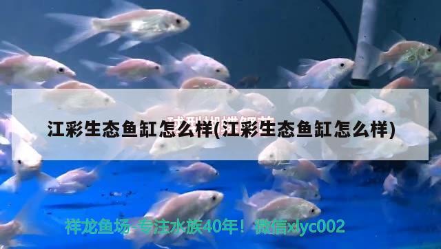 江彩生態(tài)魚缸怎么樣(江彩生態(tài)魚缸怎么樣) 紅龍專用魚糧飼料