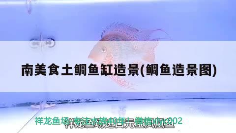 南美食土鯛魚缸造景(鯛魚造景圖) 馬拉莫寶石魚