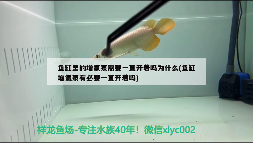 魚缸里的增氧泵需要一直開著嗎為什么(魚缸增氧泵有必要一直開著嗎) 蝴蝶鯉魚苗