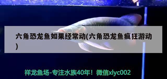 三間魚(yú)哪個(gè)品種最美（三間魚(yú)哪種最好看）