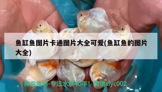 溫州水族批發(fā)市場在哪里有賣魚的地方（溫州水族批發(fā)市場在哪里有賣魚的地方呀）