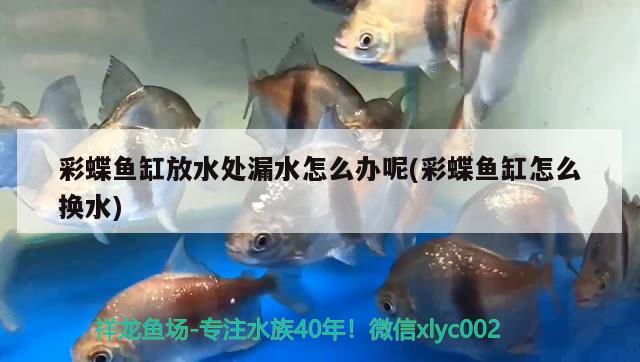 彩蝶魚缸放水處漏水怎么辦呢(彩蝶魚缸怎么換水)