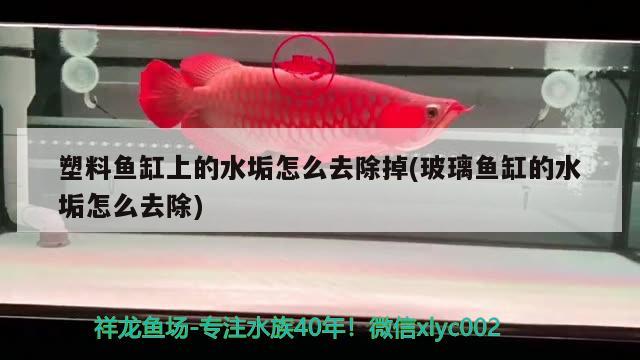 紅龍魚發(fā)色用什么燈光最好（紅龍魚用什么顏色燈） 水族燈（魚缸燈） 第2張