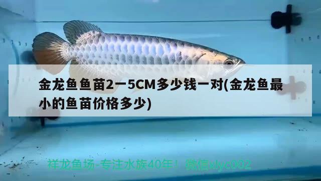 金龍魚魚苗2一5CM多少錢一對(金龍魚最小的魚苗價格多少) 星點金龍魚