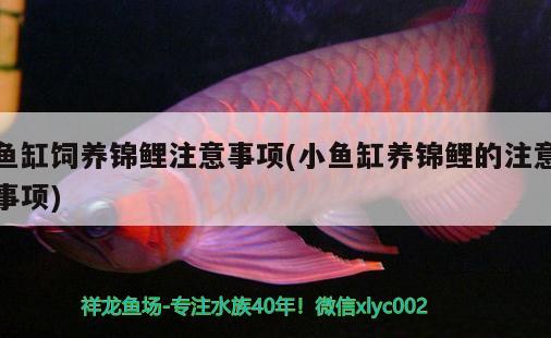 大連家具市場(chǎng)筱漁家生態(tài)水族店 全國(guó)水族館企業(yè)名錄 第2張