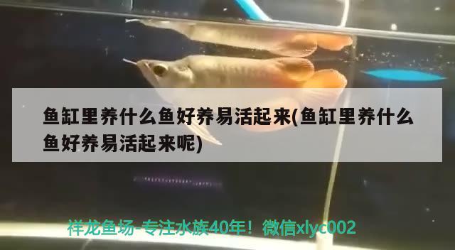 魚缸里養(yǎng)什么魚好養(yǎng)易活起來(魚缸里養(yǎng)什么魚好養(yǎng)易活起來呢) 狗仔（招財貓)魚苗