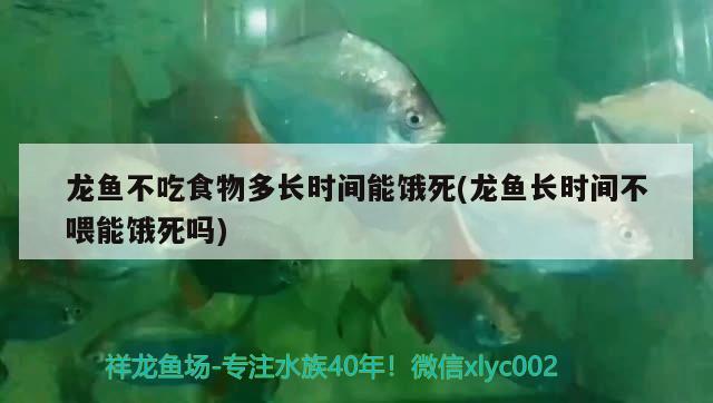 龍魚不吃食物多長時間能餓死(龍魚長時間不喂能餓死嗎) 充氧泵