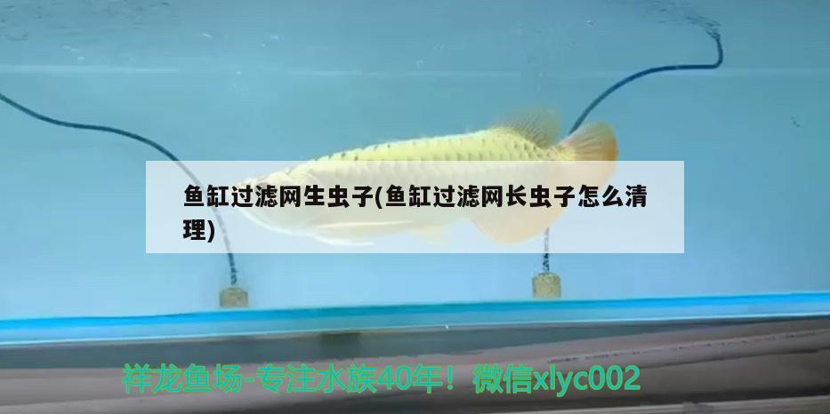 魚缸過濾網(wǎng)生蟲子(魚缸過濾網(wǎng)長蟲子怎么清理)