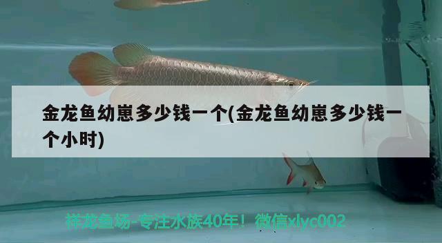 金龍魚幼崽多少錢一個(金龍魚幼崽多少錢一個小時)