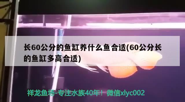 長60公分的魚缸養(yǎng)什么魚合適(60公分長的魚缸多高合適) 觀賞魚飼料