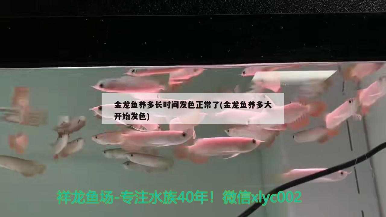 金龍魚養(yǎng)多長時間發(fā)色正常了(金龍魚養(yǎng)多大開始發(fā)色)