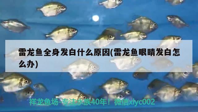 雷龍魚全身發(fā)白什么原因(雷龍魚眼睛發(fā)白怎么辦) 黃金達(dá)摩魚